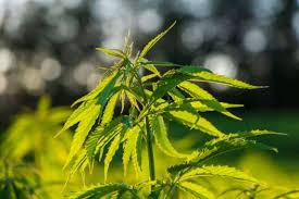 Медицинская марихуана – зачем Зеленский поднял вопрос легализации каннабиса  и при чем тут США