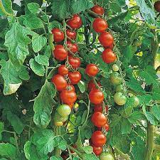 tomato gardener s delight seeds