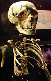 Neanderthal anatomy - Wikipedia