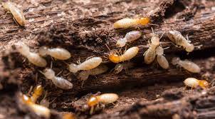 signs you might have termites termite