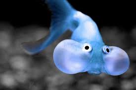 Blue Bubble eye goldfish - Bubble eye Goldfish Photo (33060065) - Fanpop