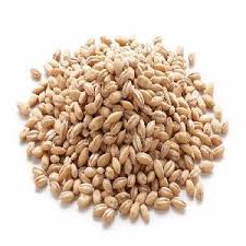 barley seeds thailand supplier