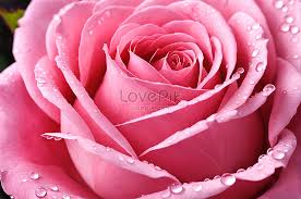 pink rose with water drops flowers