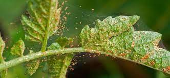 spider mites select a pest