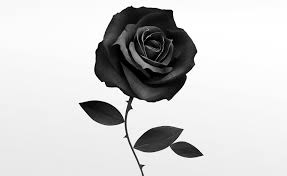 black roses hd wallpapers free