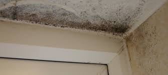 Black Mould In The Bathroom Debugged