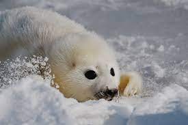 Очаровательные детёныши гренландских тюленей | Пикабу