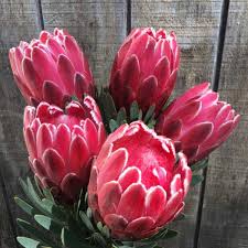 Check out our proteas selection for the very best in unique or custom, handmade pieces from our bouquets shops. Protea Premium Greens Australia