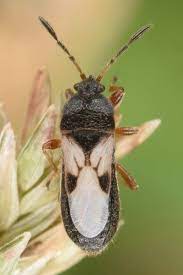 chinch bugs in lawns signs treatment