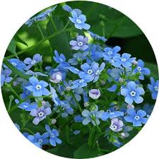 41 types of blue flowers proflowers blog