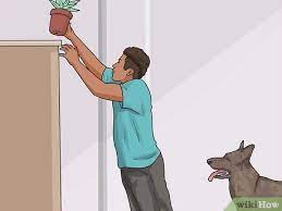 Your Dog From Eating Your Plants