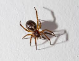 Punisher and black widow continue to battle until black widow stabs punisher in the shins. Can A False Widow Spider Kill You Eight Things You Need To Know About The Steatoda Nobilis Or False Widow Spider Metro News