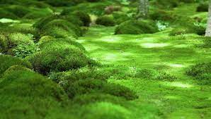 sheet moss hypnum curvifolium