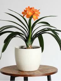 Indoor Tropical Flowering Plants 5