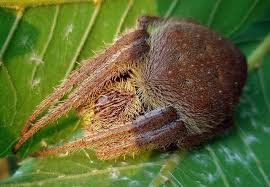 australian garden orb weaver facts