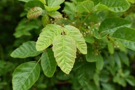 poison oak plant profile