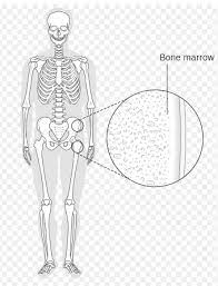 bone marrow physiopedia