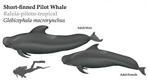 short finned pilot whale the deep