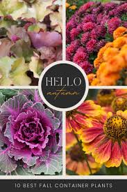 Fall Container Plants And Flowers