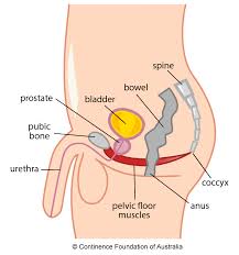 Luckily you've found this page to help you. Male Pelvic Floor Exercises Continence Foundation Of Australia