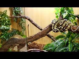 carpet python setup and care you