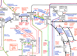 Biochemical_pathway_map_view Genomeprojector