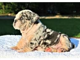 Browse thru our id verified puppy for sale listings to find your perfect puppy in your area. English Bulldog Breeders In Nc L2sanpiero