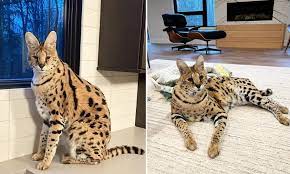 Where does chloe the serval cat live