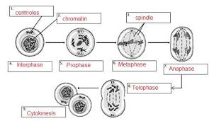 Mitosis begins with prophase, in which the chromatin coils up and condenses into compact structures called. Leaf Anatomy Mitosis Cell Cycle Cell Division