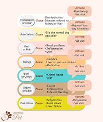 dog urine color chart colors causes