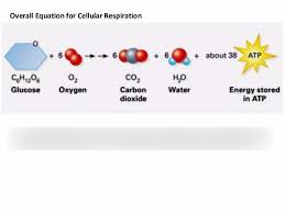 Ch 9 Cellular Respiration Voary