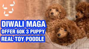 puppy toy poodle in india