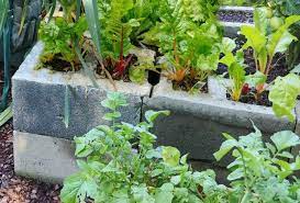 Raised Bed Vegetable Garden Concrete