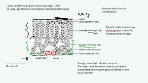 Plants differ from animals in that many types of plant cell retain the ability to fully differentiate throughout the. Plant Cell Organisation Aqa Biology B2 Youtube