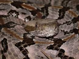That's a timber rattle snake (c. Species Profile Canebrake Timber Rattlesnake Crotalus Horridus Srel Herpetology