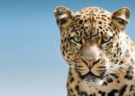 10 leopard facts national geographic