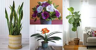 20 Best Houseplants For Winter In India