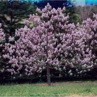 This tree flowers from april through may. Trees Shrubs Perennials For Illinois Naturehills Com