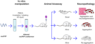 recombinant mammalian prions
