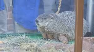 You have to set traps before that time and deactivate them in between to avoid. Groundhog Day Staten Island Chuck Predicts Early Spring Abc7 New York