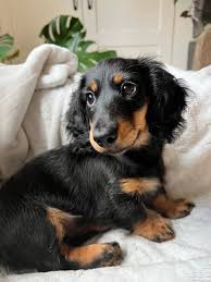 long haired dachshund puppies for