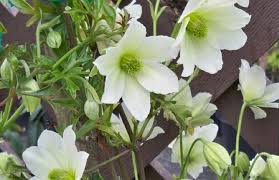 For several years now i have successfully grown an apple blossom clematis tho i live in zone 5. Clematis