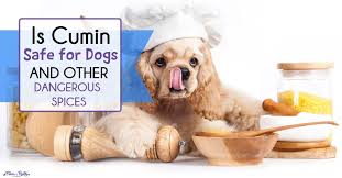 Can Dogs Eat Cumin And Other Spices