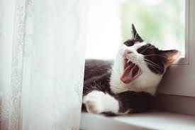 fishy smelling breath in cats causes