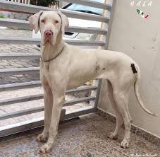 Ckc great dane puppies pic hide this posting restore restore this posting. Gala From Mexico Dane Dog Great Dane Dogs Dogs