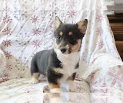 Luckily, you have come to the right place. Pembroke Welsh Corgi Puppies For Sale Near Fort Wayne Indiana Usa Page 1 10 Per Page Puppyfinder Com
