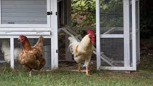 A chicken run in the backyard attached to the hen's house could be your best option. Adopting And Caring For Backyard Chickens The Humane Society Of The United States