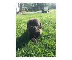 Cane corso information including personality, history, grooming, pictures, videos, and the akc breed standard. Registered Cane Corso Puppies In Dayton Ohio Puppies For Sale Near Me