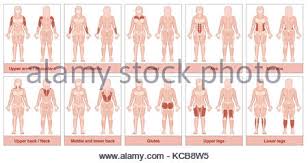 Muscle Chart Female Body Frontal And Back View With