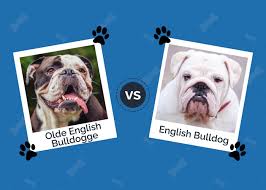 olde english bulldogge vs english